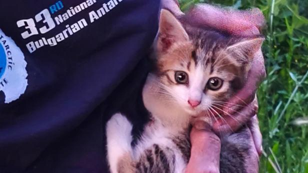 Спасиха котка, паднала в шахта