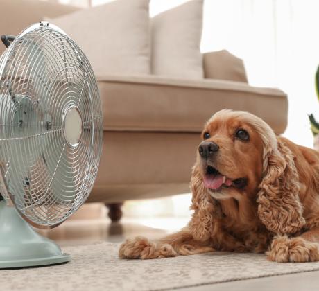 Високите температури могат да бъдат опасни не само за хората