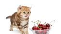 череши череша котка коте