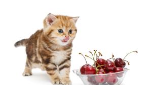 череши череша котка коте