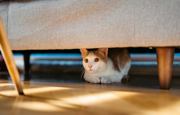 Котка се крие