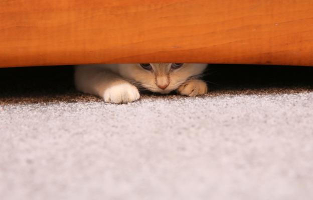 Котка се крие
