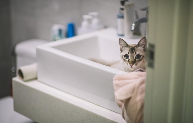 Котка в баня