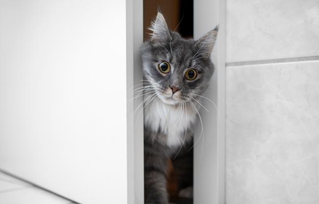 Котка в баня