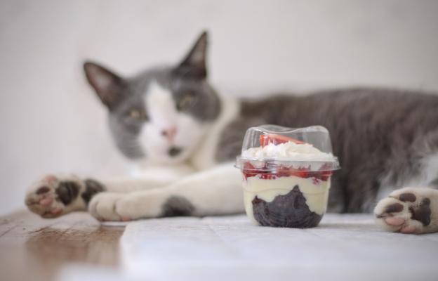 Котка и храна