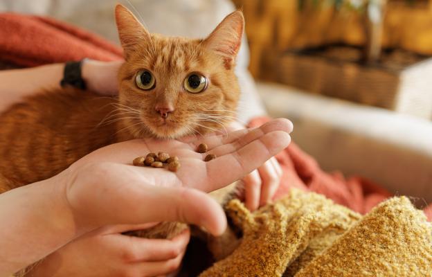 Котка и храна