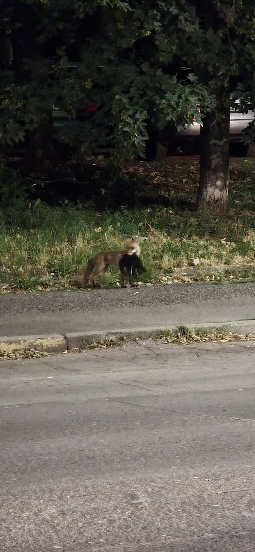 лисица
