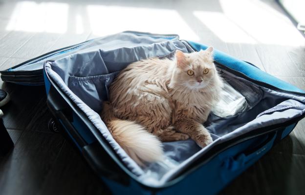 Котка в куфар