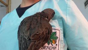 Бързолет Зелени Балкани