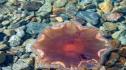 Най-голямата медуза в света се появи край Кейп Код