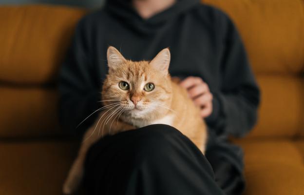 Домашна котка и стопанин