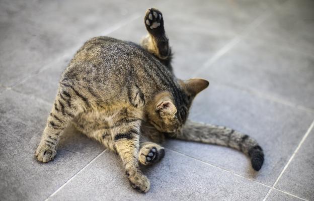 Котка се ближе