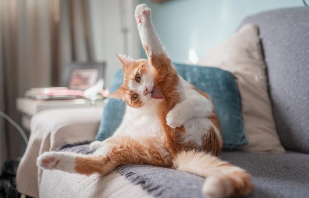 Котка се ближе
