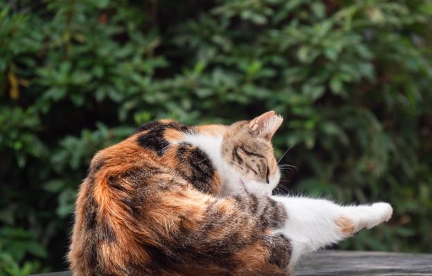 Котка се ближе