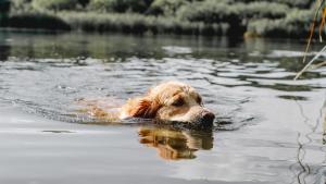 куче вода река