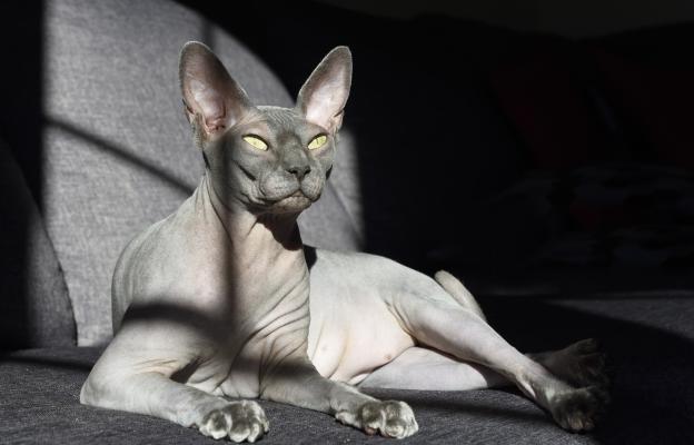 домашна котка