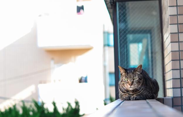 домашна котка