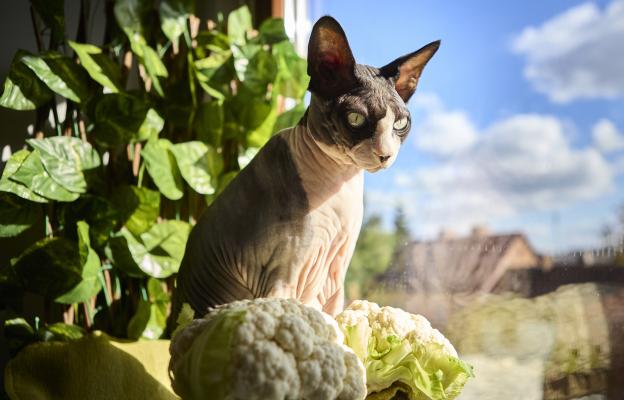 домашна котка