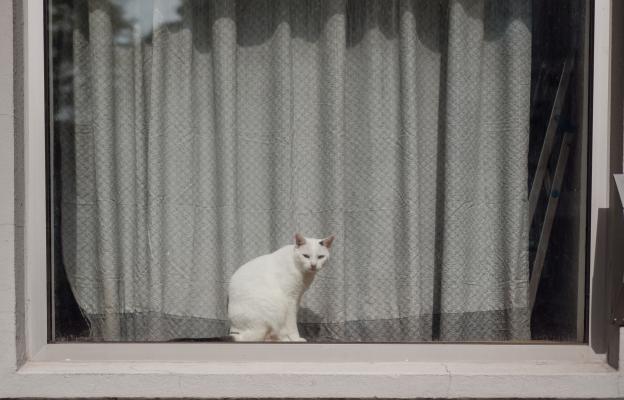 домашна котка