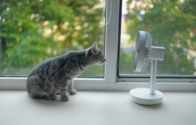 Котка през лятото