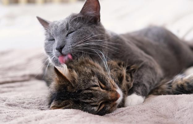 Котка през лятото