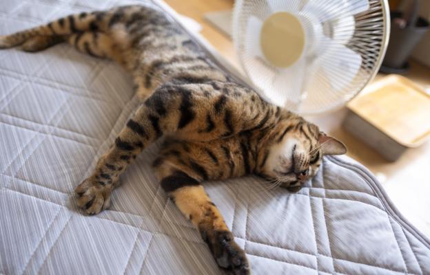 Котка през лятото