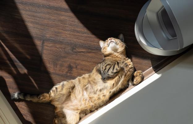 Котка през лятото