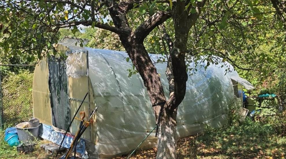 Разкриха парник, превърнат в домашна оранжерия за отглеждане на марихуана в Софийско