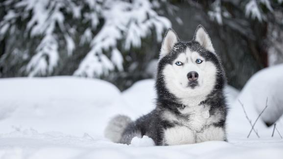 Сибирско хъски
