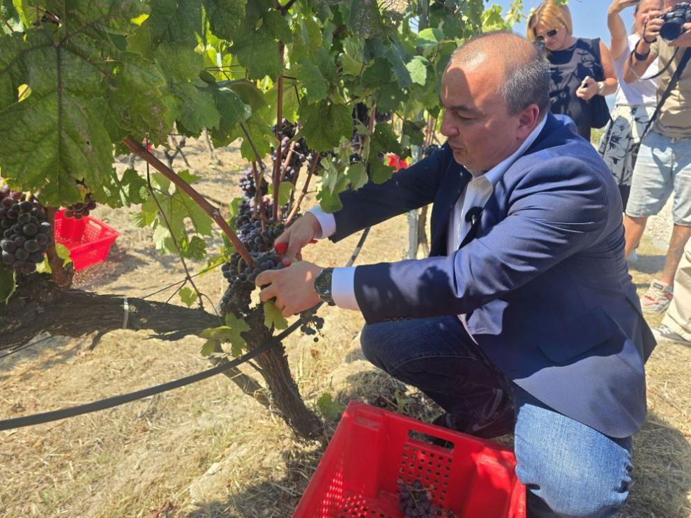 Министърът на земеделието даде символично начало на гроздобера
