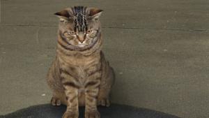 котка