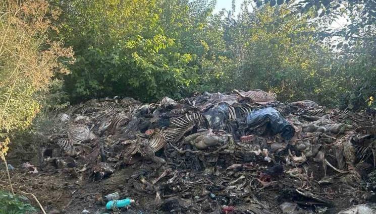 незаконно клане - ОТВРАТ! Разбиха нелегална кланица край Сливен с 200 кг месо и трупни отпадъци