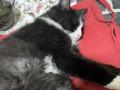 коте