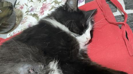 коте