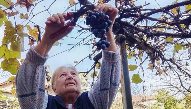 Пенка Георгиева вино - Вино без дрожди, с шапка от пръчки и речен камък