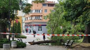 паднало дърво