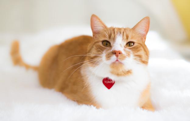 Домашна котка
