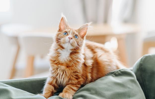Домашна котка