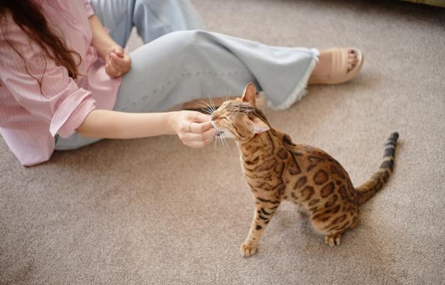 Домашна котка