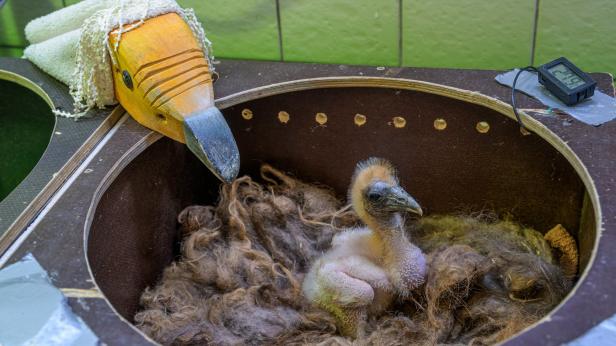 Лешояди, преживяли бракониерски острел, излюпиха първо малко