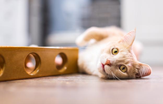 котка играе
