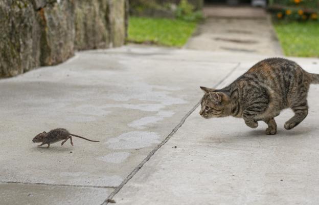 Котка ловува