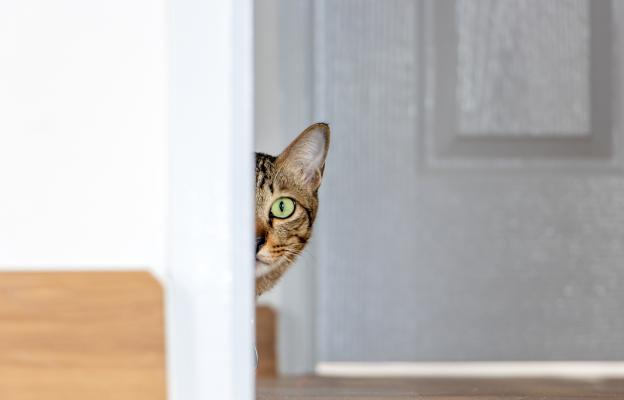 Котка ловува