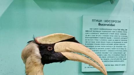 птица носорог