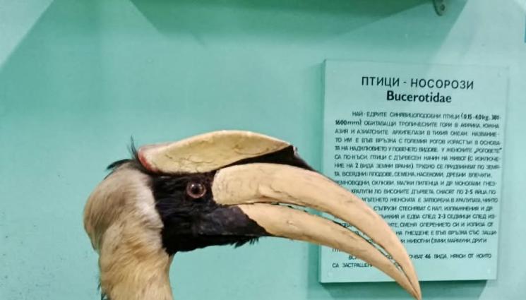 птица носорог