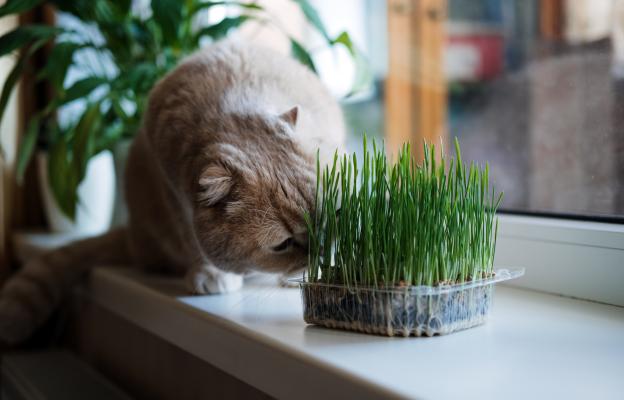 Котка яде трева