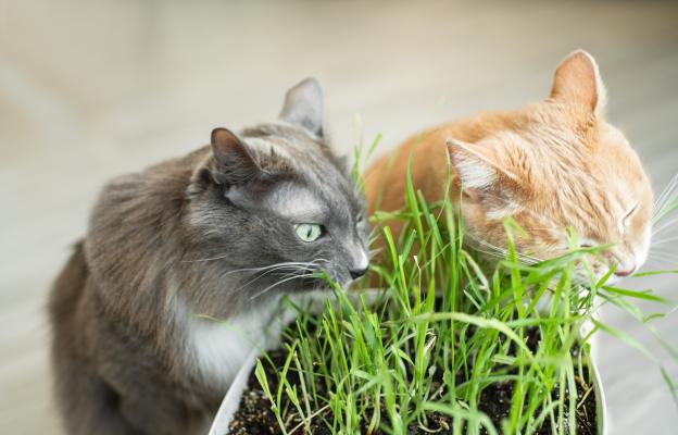 Котка яде трева