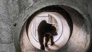 След 14 години в тесни бетонни заграждения: Мечокът Явор получи шанс за свобода край Белица (СНИМКИ)