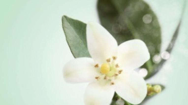  6 аромата, които потвърдено оказват помощ за самочувствие 