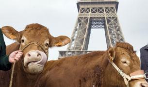 Породисти крави бяха доведени до Айфеловата кула при откриването на годишния панаир на селското стопанство във френската столица през февруари т.г.